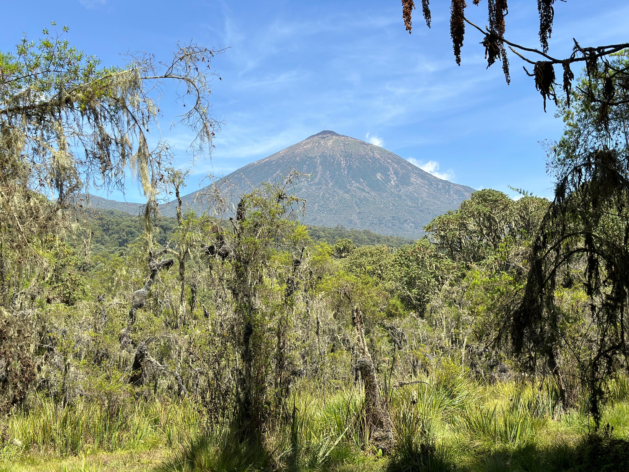 November - Autumn Forest
